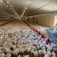 poulets en élevage