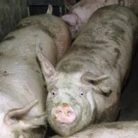 Photo de porc