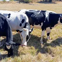 vaches dans un prè