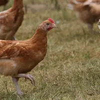 Photo d’une poule bio