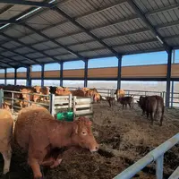 Agro-Service 2000 - aménagement bâtiment bovins allaitants - Compétences Elevage