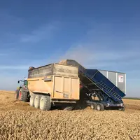 Le transbordeur de menues pailles de Thiérart dispose d’un convoyeur déchargeant les 30 m3 de sa caisse en une minute. © Thiérart