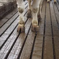 Les plaques en béton rainurées assurant un drainage efficace des liquides.