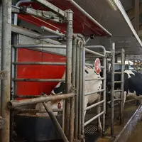 Partageant le même logiciel et la même conception de stalle, les Astronaut A4 et A5 représentent 90 % des robots de traite Lely en service.