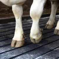 Le tapis ProfiDrain de Kraiburg dispose d'une surface abrasive pour garantir la stabilité des bovins et entretenir leurs onglons.