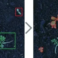 La machine Lumina utilisant des faisceaux laser se base sur l'intelligence artificielle pour différencier les adventices des plantes cultivées.
