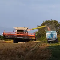 Moissonneuse-batteuse déversant les grains de céréales dans une benne agricole.