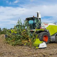 Ensileuse Claas Jaguar 880 récoltant du maïs fourrage
