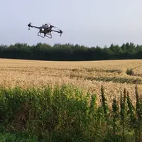 Drone réalisant du semis de couvert sur céréales.