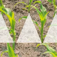Amazone SynCrop