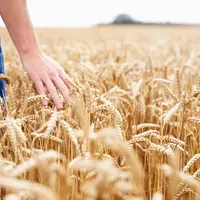 L’Institut détaille ses chiffres et pointe une « forte baisse du volume des céréales »