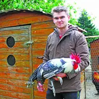 Thibaut est devenu un fin connaisseur des différentes races. Dans ses bras, un coq Braekel argenté.