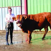 Emma Bouis, aux côtés de « Polo », un veau de 17 mois d'un poids de 800kg, fils d'Isabeau, issu du Gaec Rousset, un mixte viande.