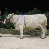 Prix d’honneur vaches adulte pour « Olympiade », appartenant à Denis Corneloup, Avrilly (03).