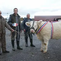 L’élevage Blandin-Cury est particulièrement fier d’avoir obtenu, il y a deux ans, le 1er prix d’honneur laitonne pour sa génisse « Pretoria », lors du