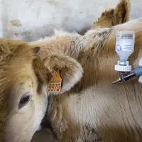 La vaccination précoce des animaux reste la principale mesure de prévention de la FCO