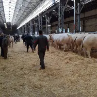 La 59e édition du Concours général agricole de Montluçon a remporté un franc succès auprès des visiteurs, venus nombreux admirer les 130 bêtes présent