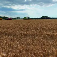 La campagne céréalière 2020 est très décevante en Auvergne.
