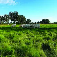 Une parcelle de teff au 24 juillet dernier.