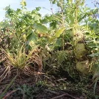 Sur 40 hectares de rotation orge/maïs, Hubert Degrange a implanté du radis chinois comme couvert végétal ainsi que du phacélie, du trèfle, de la vesce