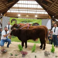 Marylou du Gaec Chavenon devient la nouvelle Championne du National Salers 2022 en Corrèze