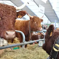 Troisième concours national au Sommet de l’Élevage pour la race salers.