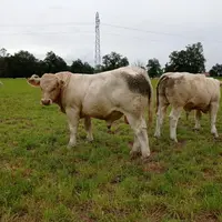 L’EARL de la Motte-Mourgon à Magnet dans l’Allier présentera une trentaine d’animaux à vendre 
âgés de 10 à 11 mois.