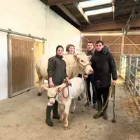 Les étudiants Laure Guillon, Adrien Aucouturier, Quentin Beaudoin et Charles Rouvet-Fiol, autour de la vache Licorne et de son veau Panaclo, élevés su