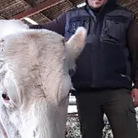 Tony Liège, éleveur de vaches charolaises, souhaite alerter les éleveurs sur la nécessité de faire vacciner les troupeaux pour lutter contre la BVD.