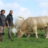 Christophe et Jean-Philippe Méloux aux côtés du taureau acquis lors de la vente aux enchères de Montmarault en 2021.