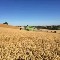 Les moyennes de rendement de blé sur trois ans ont tendance à plafonner.