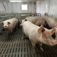 Pour le moment, dans la région, les effectifs de porcs se maintiennent.