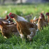 Les ventes de volailles fermières d’Auvergne ont progressé de 2,4% en 2021.