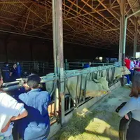 Une démonstration d’utilisation d’un pelvimétre a eu lieu devant de nombreux élèves du lycée agricole par l’équipe d’Alsoni Conseil Elevage.