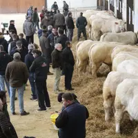 Acheteurs et vendeurs ont échangé sur les qualités des animaux présentés.