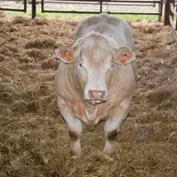 Après un démarrage difficile lié à l’année herbagère, les veaux de Jalogny ont atteint un GMQ de fin de contrôle de 1.598 g/j pour une moyenne de cont