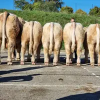 2e prix de famille par le père avec Régional,  prix de synthèse mâles adultes (Né au Gaec Clame-Aubouard).