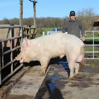 « Junior », porc de race Large White, sera présenté par Alain Petiot au Salon de l'Agriculture.