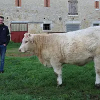Nicolas Friaud, aux côtés de l’une des femelles qui participera au concours de Moulins.