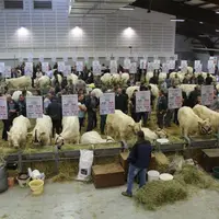 Des visiteurs nombreux dans les allées du hall de Moulins Expo qui ont pu échanger avec les propriétaires des animaux.