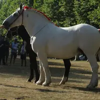 Altesse de Gee, prix de championnat, appartenant à Charline Dumas.
