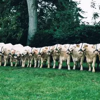 Deux ensembles présentés lors du concours national adulte à la ferme du Marault, de Magny-Cours (58) en 2002 dont le 1er prix d’ensemble. A leurs côté