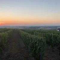 L’horizon est ensoleillé pour les viticulteurs de Saint-Pourçain. Après une année 2017 difficile, 2018 s’annonce très bonne.