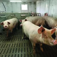 La production porcine conserve une bonne dynamique dans la région.
