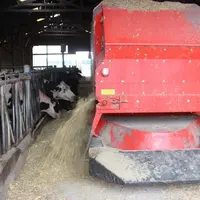 « Selon les lots et le stade de lactation, la ration ne sera pas la même. Même pour cinq vaches, elle pourra être adaptée. Ensuite, la ration est dist