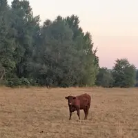 Plusieurs départements de la région ont été reconnus en calamités agricoles au titre de la sécheresse.