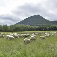 L’estive, une pratique répandue sur les pentes du Puy-de-Dôme.