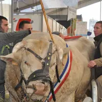 La charolaise de retour en concours national au Sommet, c’est la promesse selon Benoït Delaloy, responsable de l’international au Sommet, d’« aimanter