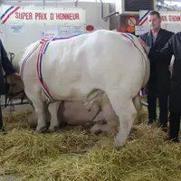 Super Prix d'honneur bovins gras mâles : Gaec de La Grange Sabot (Beaulon), acheté par la boucherie charcuterie traiteur  « La Gastronomie Beaulonnais