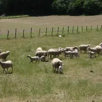 Limovin devient la 12e section territoriale du groupe coopératif Sicarev.